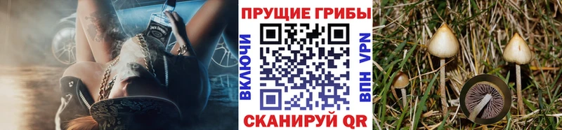 Псилоцибиновые грибы Cubensis  купить  цена  дарк нет Telegram  Егорьевск 